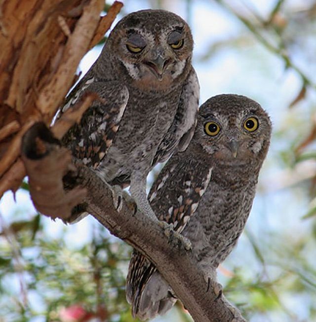 Juvenile Elf Owls