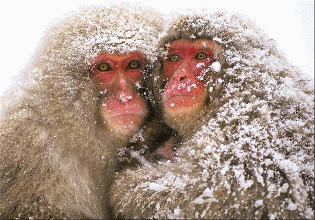 สุดยอดภาพสวย จาก National Geographics~[2]