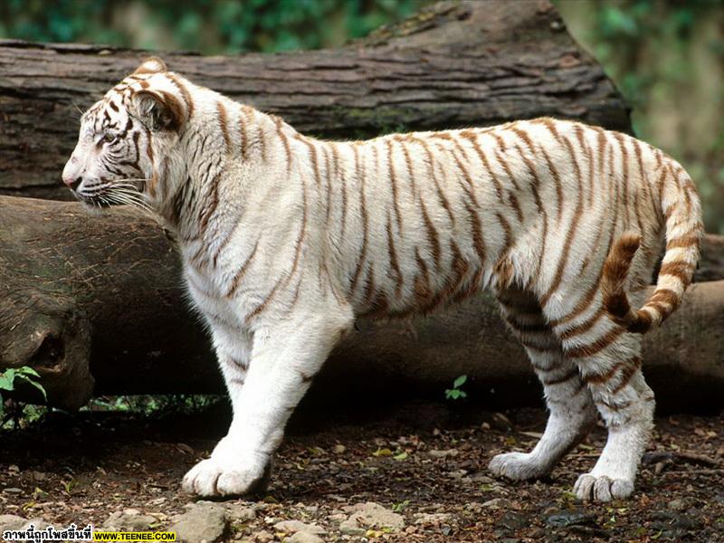 white tiger