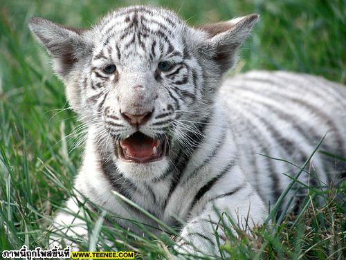 white tiger