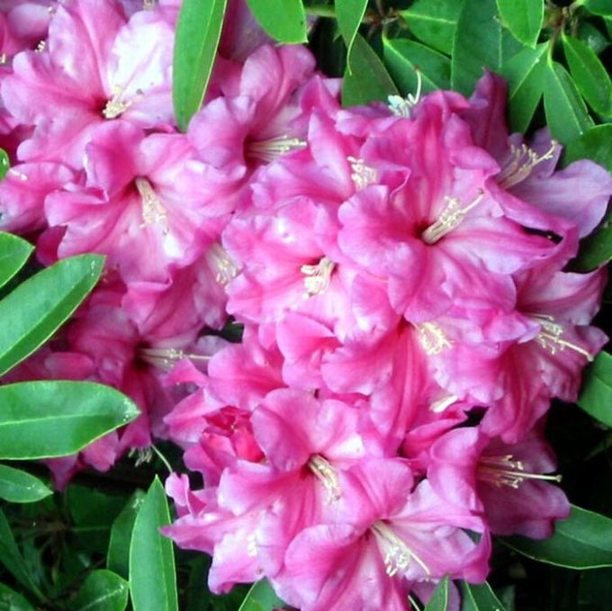 ดอก Rhododendron