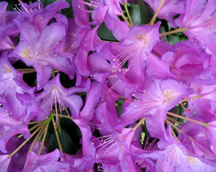 ดอก Rhododendron