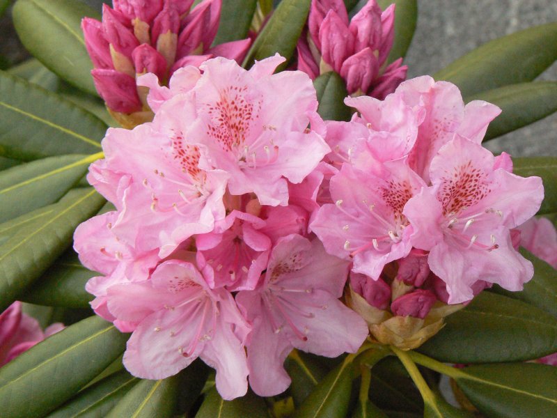 ดอก Rhododendron