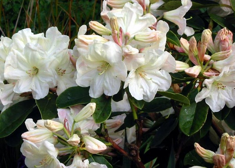 ดอก Rhododendron