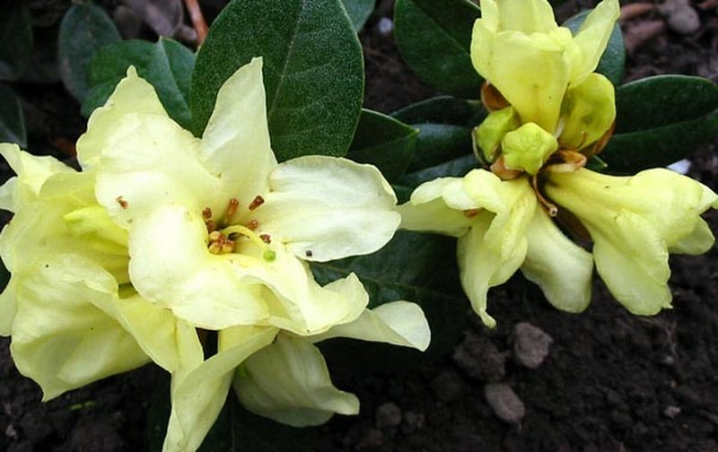 ดอก Rhododendron