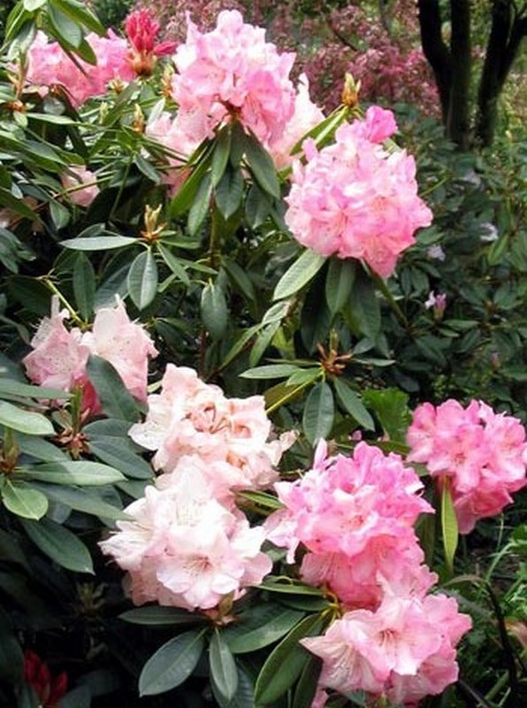 ดอก Rhododendron