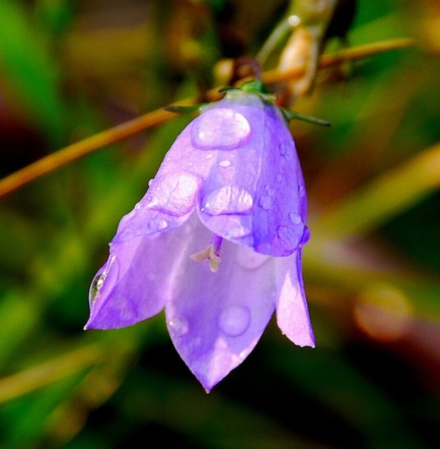 Campanula ดอกไม้รูประฆัง