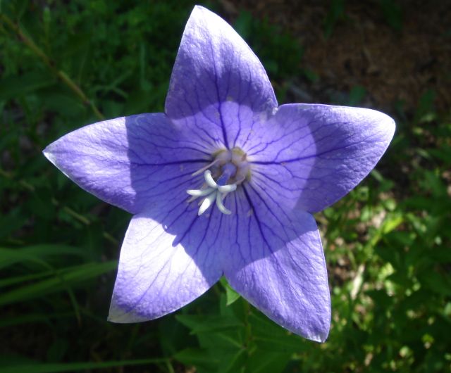 Campanula ดอกไม้รูประฆัง