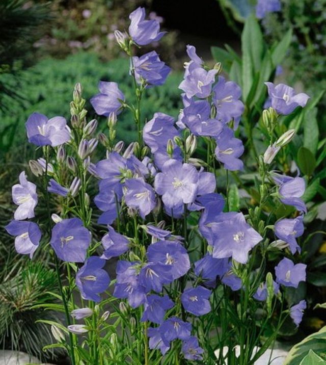 Campanula ดอกไม้รูประฆัง