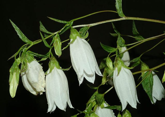 Campanula ดอกไม้รูประฆัง