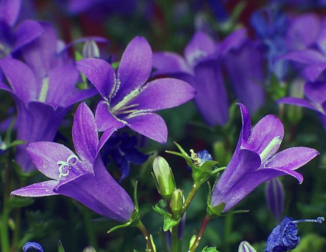 Campanula ดอกไม้รูประฆัง