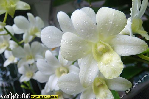 Macro White Orchid