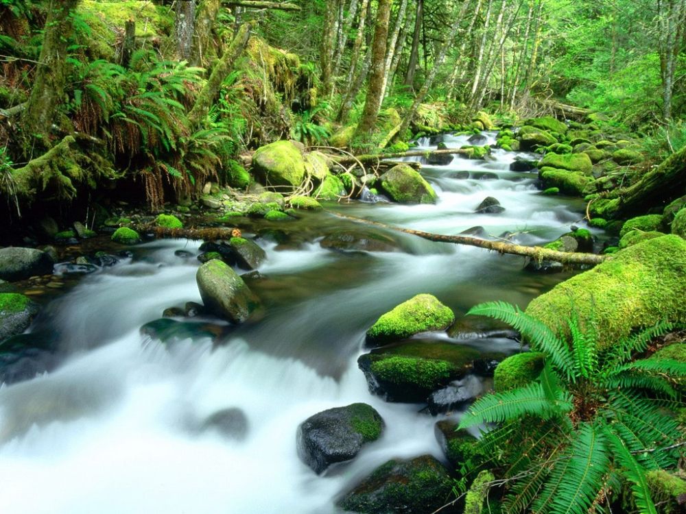 Running Waters, Mount Hood National Forest