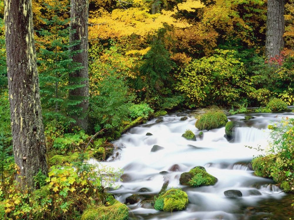 Willamette National Forest in Autumn, Oregon