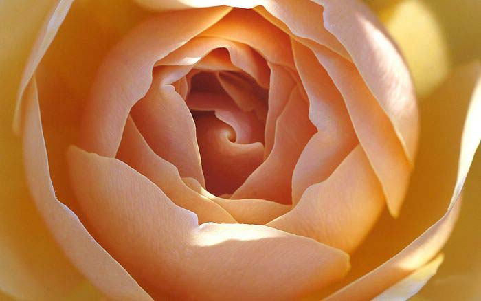 Roses:Symbol Of Indispensable Love .•°•.° ღღღ