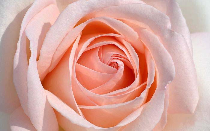 Roses:Symbol Of Indispensable Love .•°•.° ღღღ