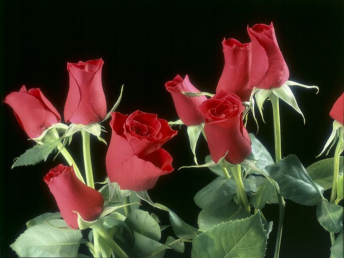 Roses_Symbol of Indispensable Love .•°•.° ღღღ Part 2/2