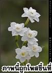 อันดับ 10 Narcissusดอกนาร์ซิสซัสนี้ ว่ากันว่ามีพิษร้ายแรงมากมาย มีหลายคนที่สับสนแยกไม่ออกระหว่างดอกไม้นี้กับหัวหอม แต่ถ้ากินเข้าไปแล้วละก็ เจอดีแน่ทั้งอาการคลื่นไส้อาเจียนและท้องร่วงอย่างแรง  