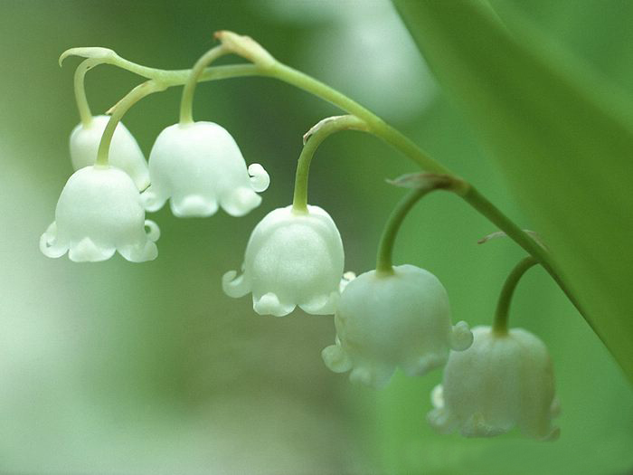 Lily of the valley ความสุขที่หวนคืนมา.•°•.° ღღღ 