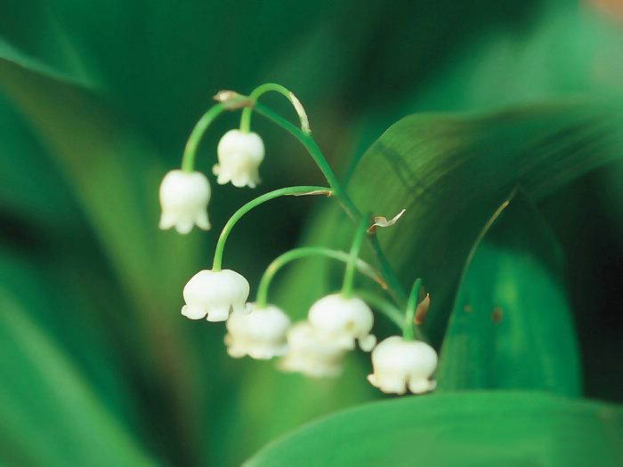 Lily of the valley ความสุขที่หวนคืนมา.•°•.° ღღღ 