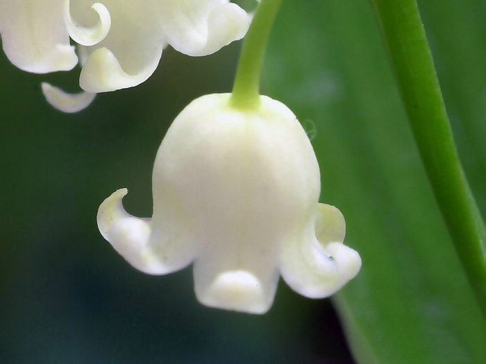 Lily of the valley ความสุขที่หวนคืนมา.•°•.° ღღღ 