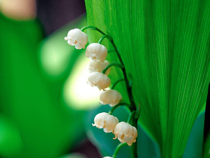 Lily of the valley ความสุขที่หวนคืนมา.•°•.° ღღღ 