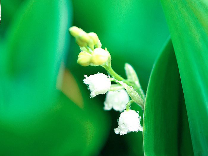 Lily of the valley ความสุขที่หวนคืนมา.•°•.° ღღღ 