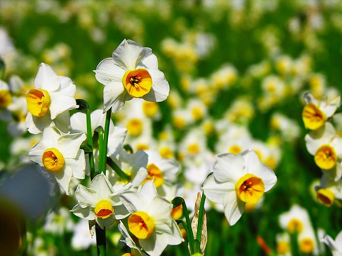 Narcissus flower•°•.° ღღღ 2