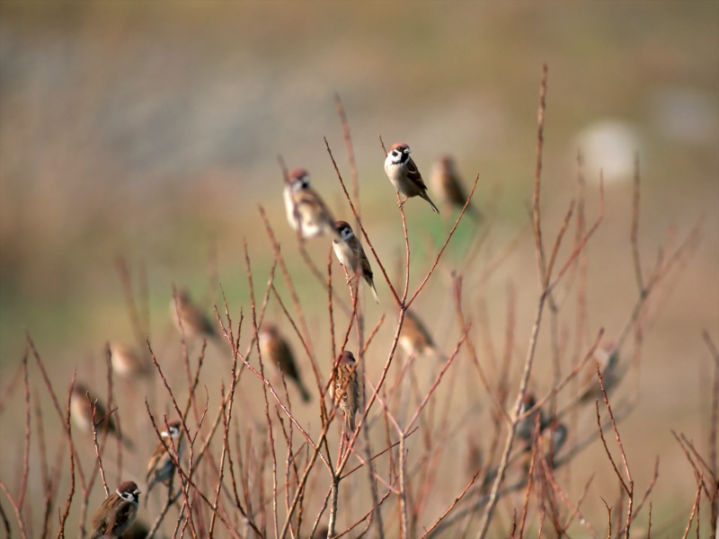 Lively Tiny Birds ●•.•°•.° (o^.^o) 3