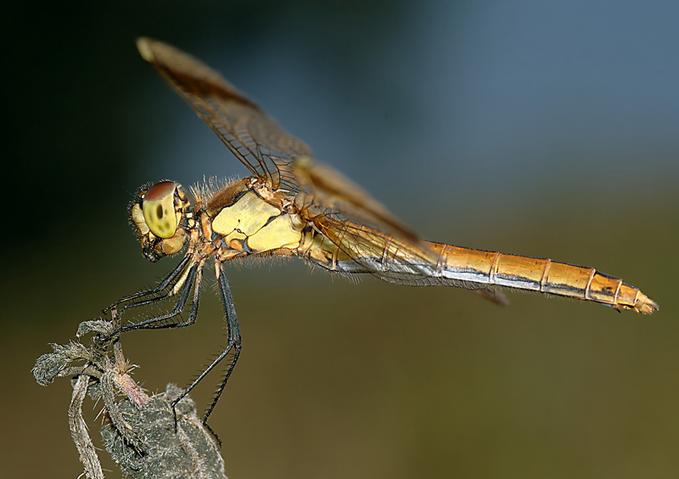 Dragonfly .•°•.° (o^.^o) 2