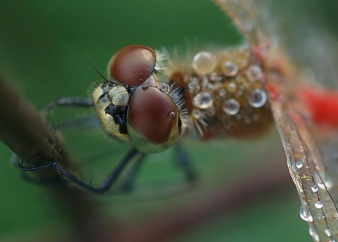 Dragonfly .•°•.° (o^.^o) 2