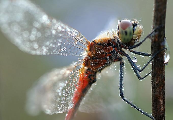 Dragonfly .•°•.° (o^.^o) 2