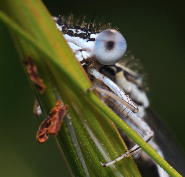 Dragonfly .•°•.° (o^.^o) 2