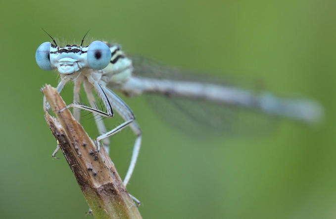 Dragonfly .•°•.° (o^.^o) 2