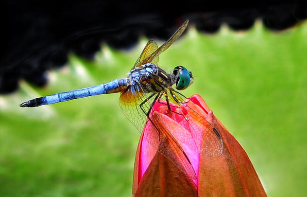 Dragonfly .•°•.° (o^.^o) 2