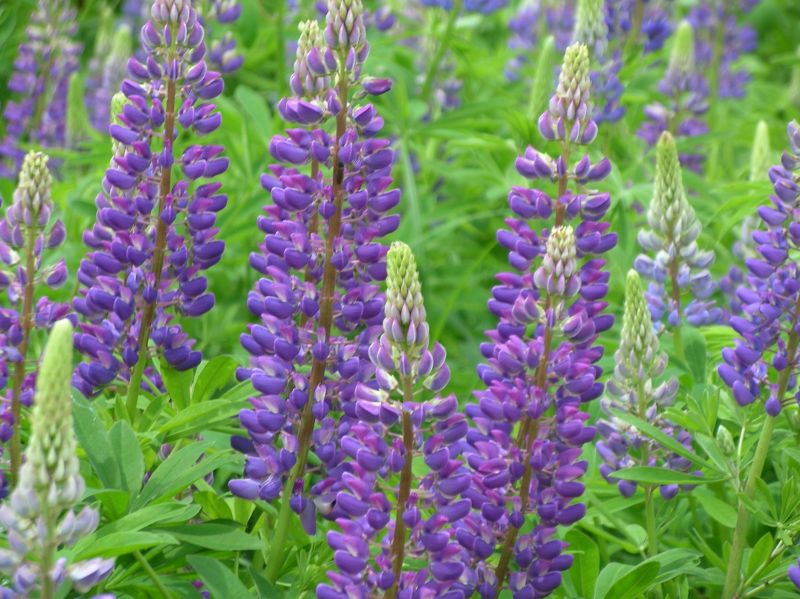 \"สวยๆ อีกทีกับดอก Lupine\"