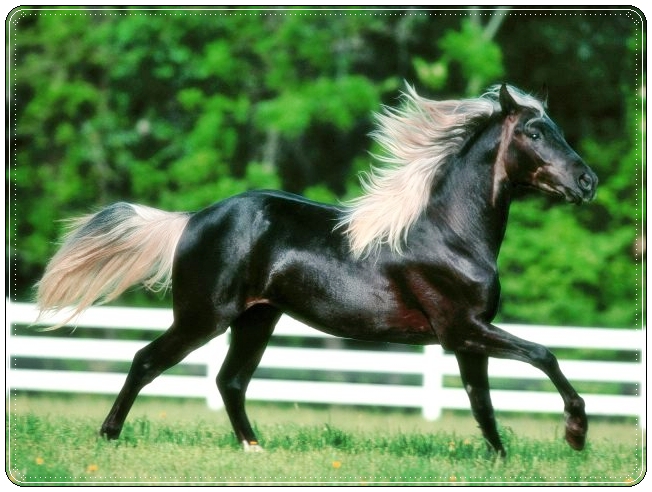 ♥ Elegant Horses ♥
