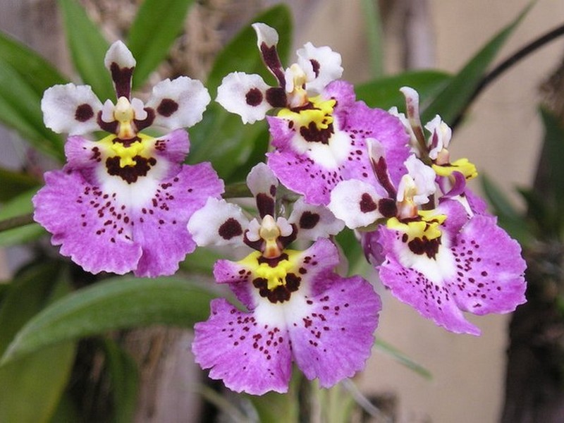 กล้วยไม้สายพันธุ์ Oncidium