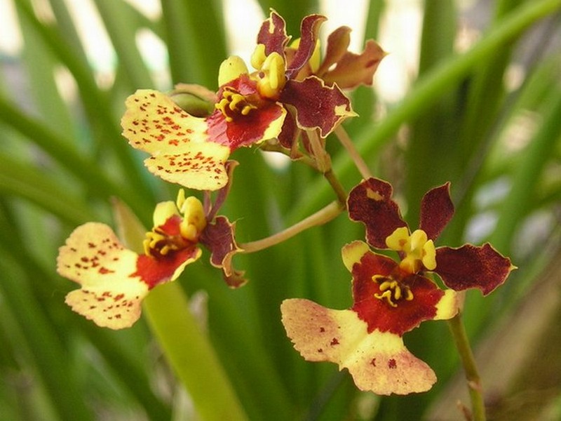 กล้วยไม้สายพันธุ์ Oncidium