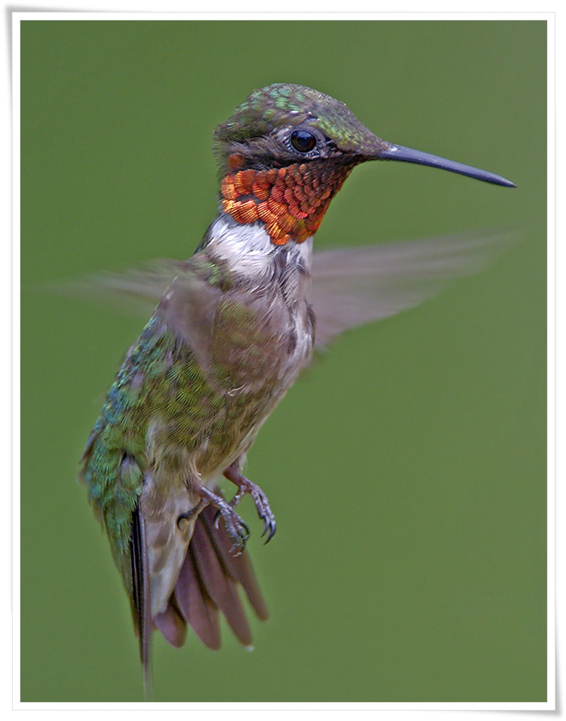 Hummingbird .•°•.ღ