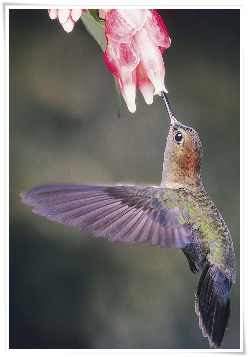 Hummingbird .•°•.ღ