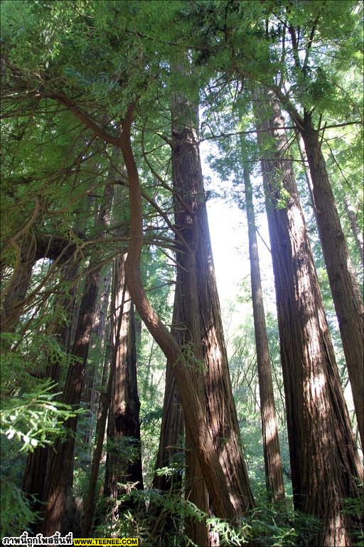 RedWood