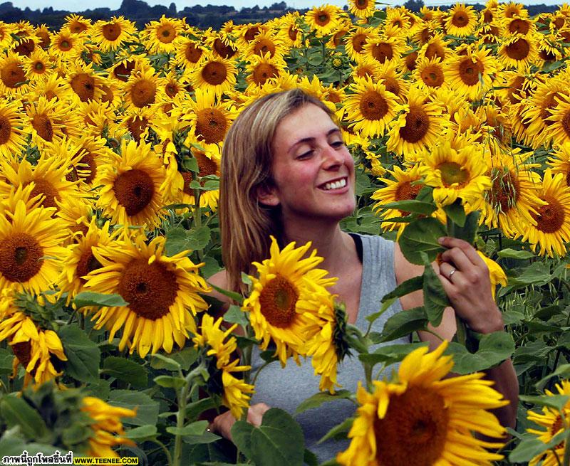 Sunflowers 