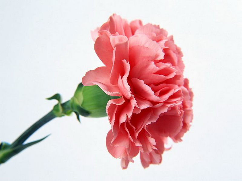 มาชมดอก Carnation สวยๆกัน