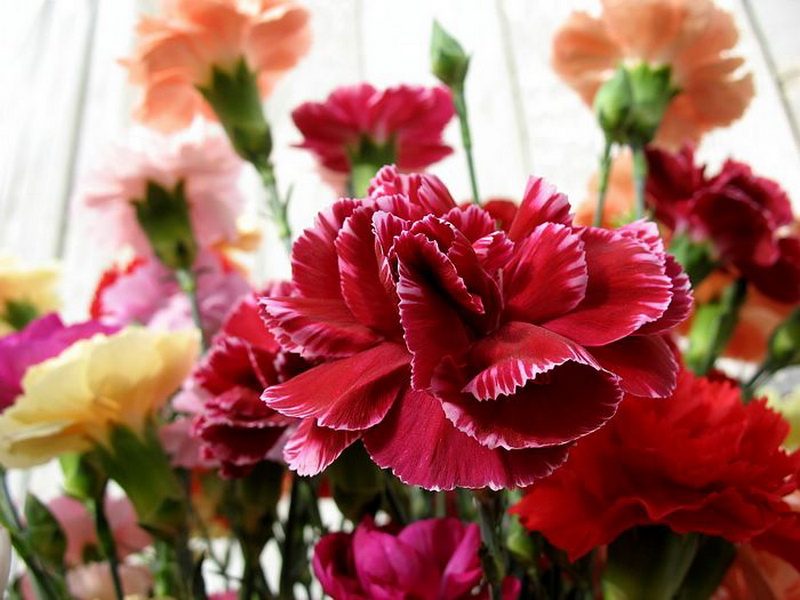 มาชมดอก Carnation สวยๆกัน
