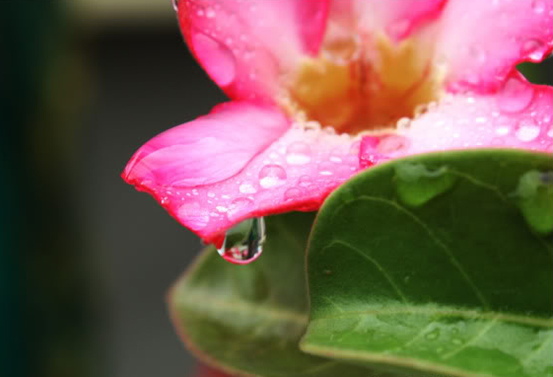 ღ ดอกไม้ฉ่ำสายฝน ღ