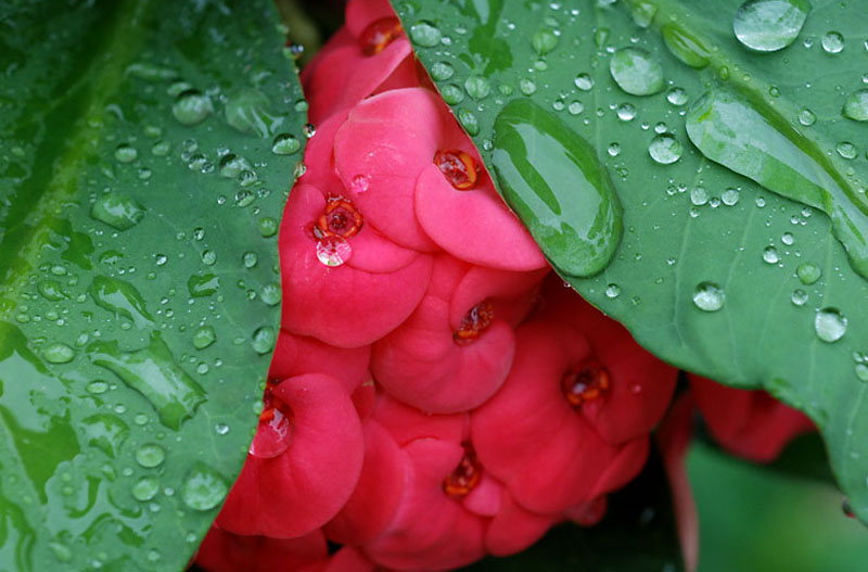 ღ ดอกไม้ฉ่ำสายฝน ღ