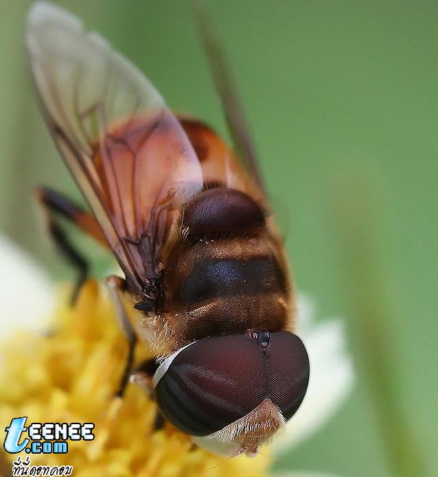 ดูหน้าผึ้งใกล้สิ ตาสวยดี