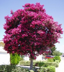 อินทนิลน้ำ (Crape Myrtle)