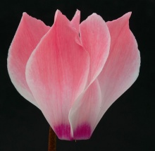 ดอกไซคลาเมน (Cyclamen) # 2